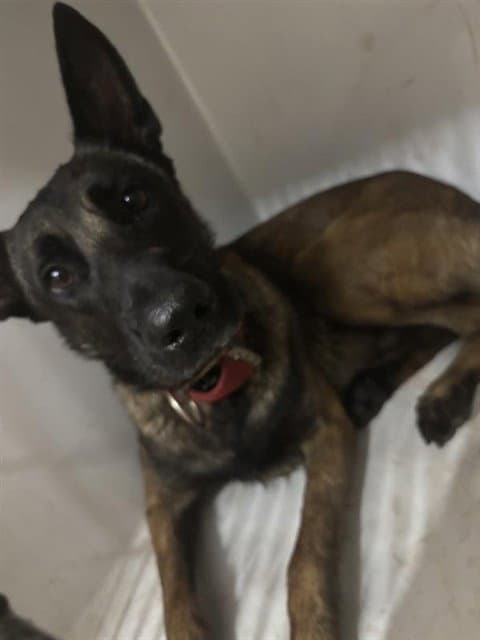 Unknown - Belgian Shepherd Malinois