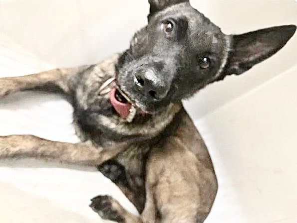 Unknown - Belgian Shepherd Malinois