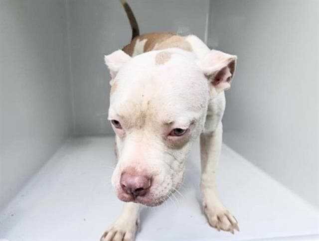 Bell - Pit Bull Terrier