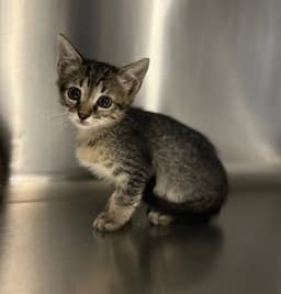 Kitten image 1