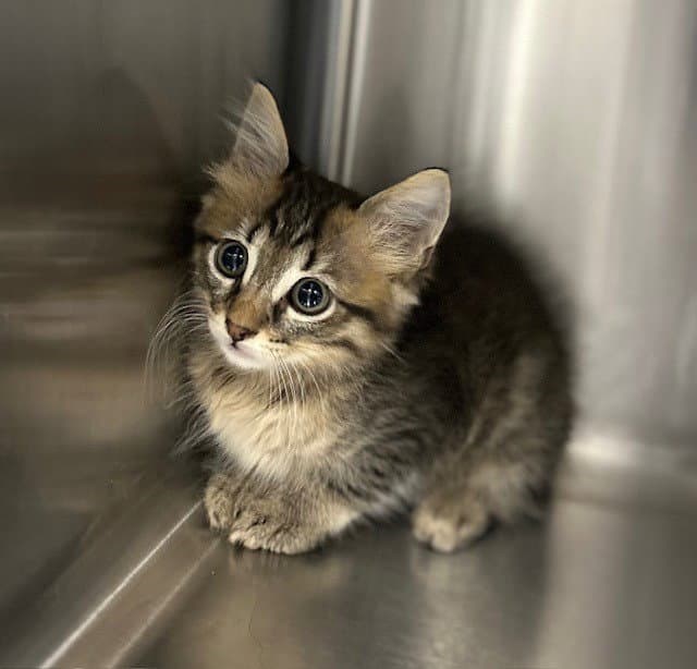 Kitten - Domestic Short Hair