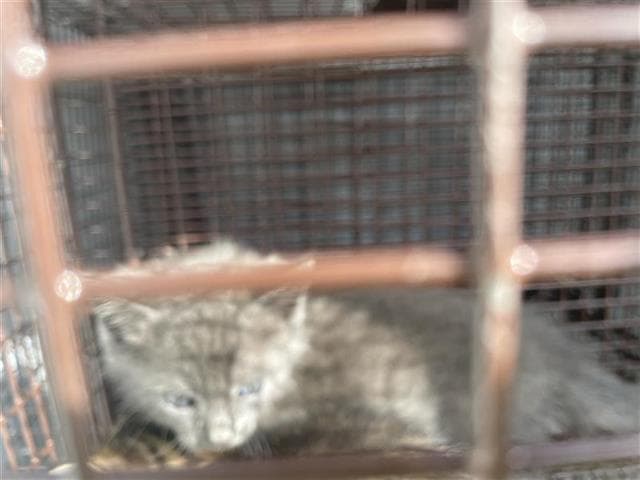 Unknown - Domestic Short Hair