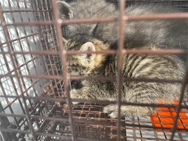 Unknown - Domestic Short Hair