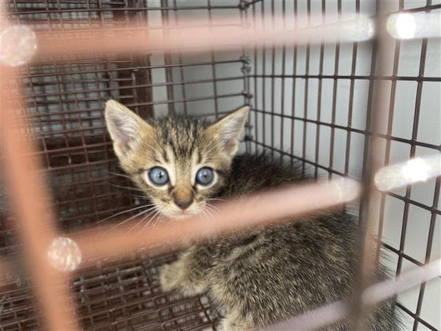Unknown - Domestic Short Hair