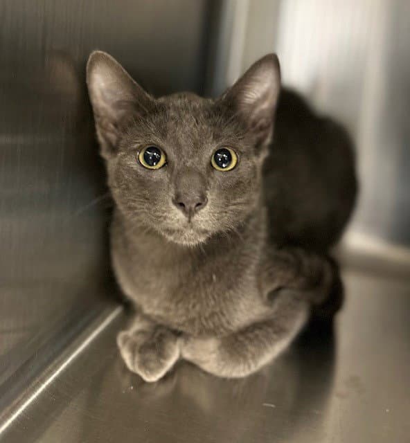 Unknown - Domestic Short Hair