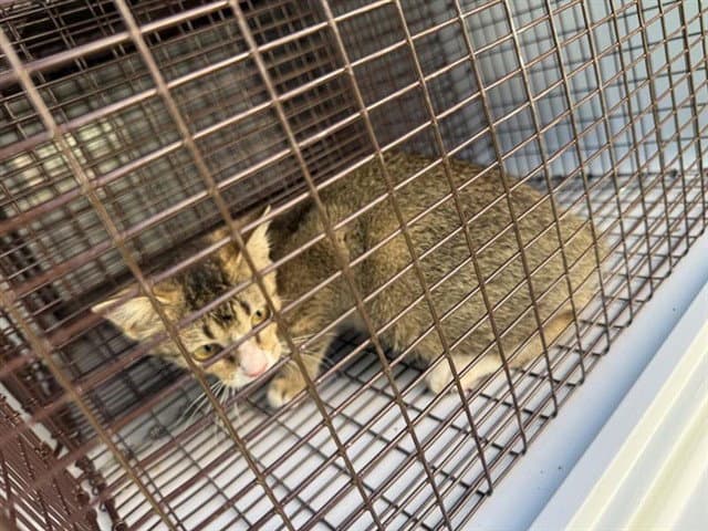 Unknown - Domestic Short Hair