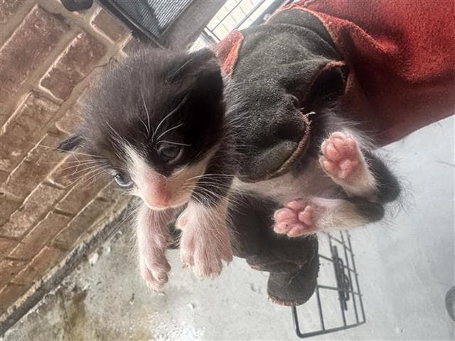Unknown - Domestic Short Hair