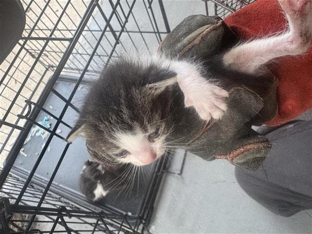 Unknown - Domestic Short Hair