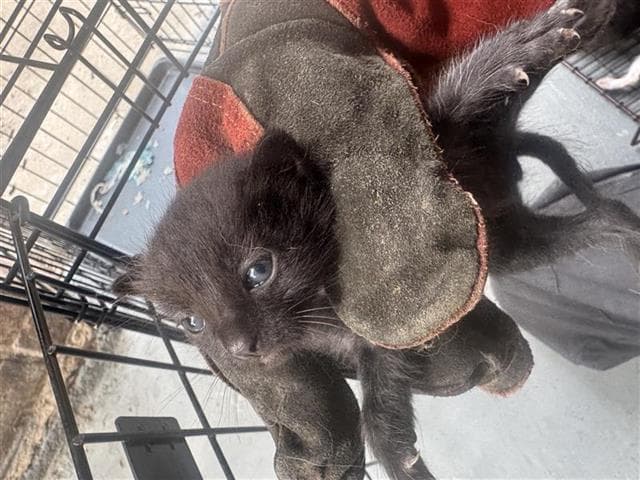 Unknown - Domestic Short Hair