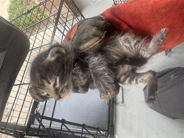Unknown - Domestic Short Hair