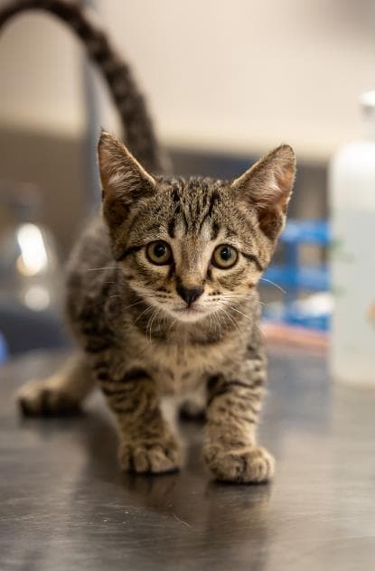 Sophie - Domestic Short Hair