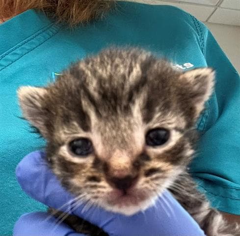 Unknown - Domestic Short Hair