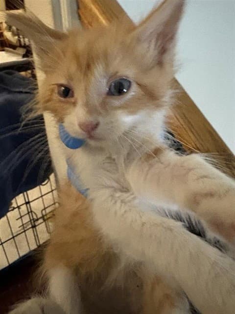 Fergus - Domestic Short Hair