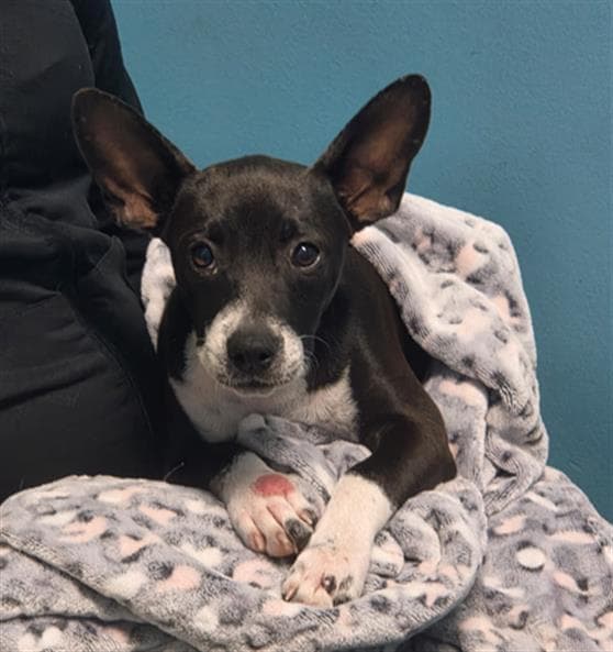 Unknown - Rat Terrier