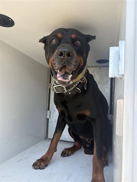 Unknown - Doberman Pinscher