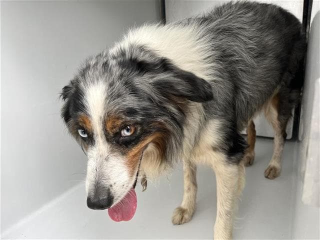Unknown - Australian Shepherd