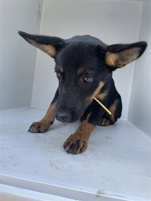 Unknown - German Shepherd Dog