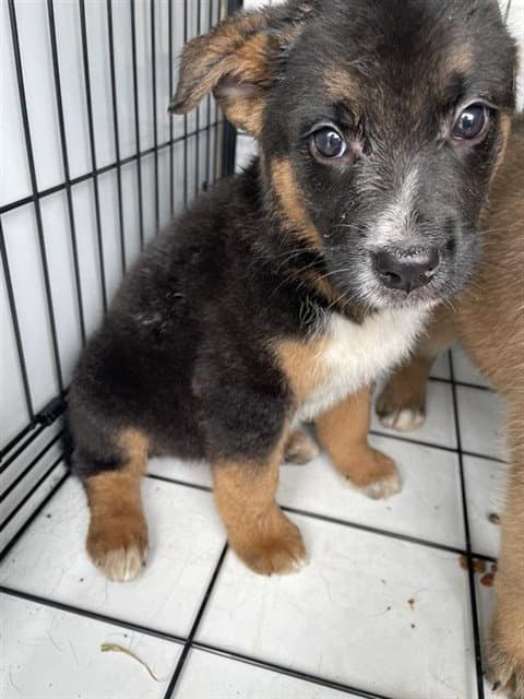 Unknown - Australian Cattle Dog/Blue Heeler