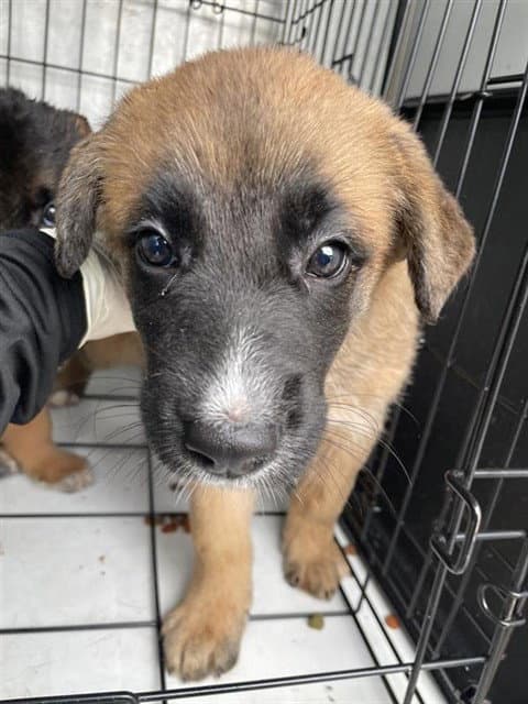 Unknown - Belgian Shepherd Malinois