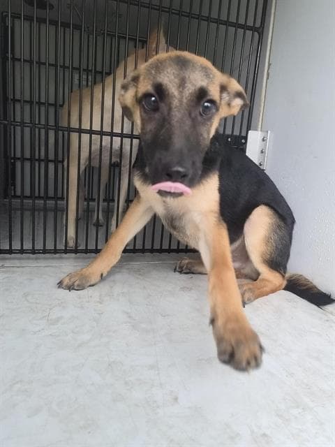 Unknown - German Shepherd Dog