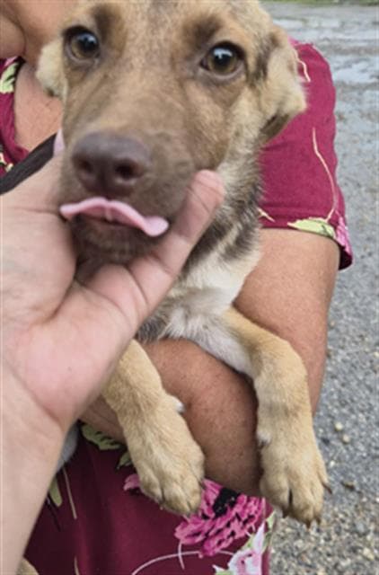 Unknown - German Shepherd Dog