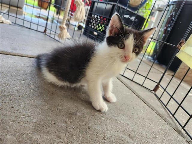 Unknown - Domestic Short Hair