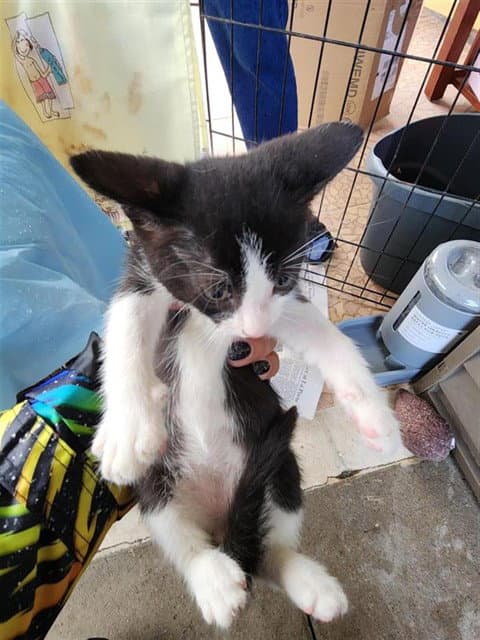 Unknown - Domestic Short Hair