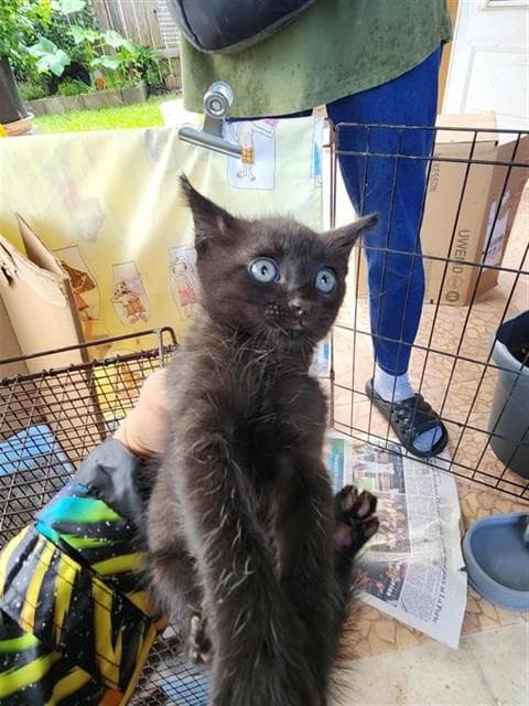 Unknown - Domestic Short Hair