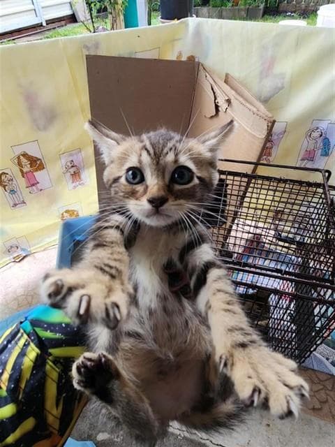 Unknown - Domestic Short Hair
