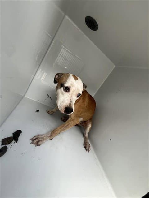 Unknown - Boxer