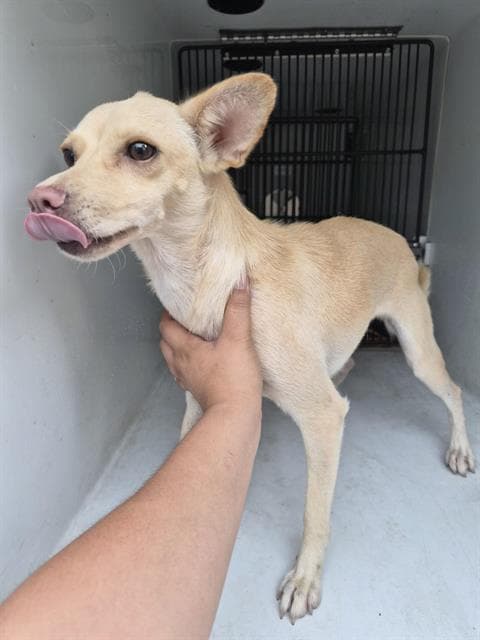 Unknown - Chihuahua