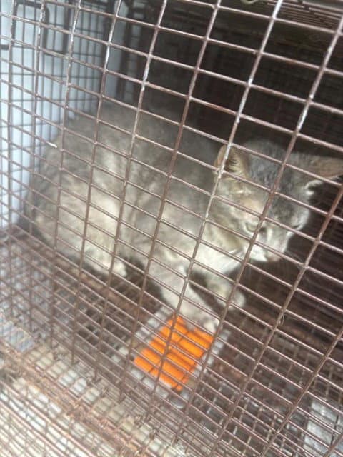 Unknown - Domestic Short Hair