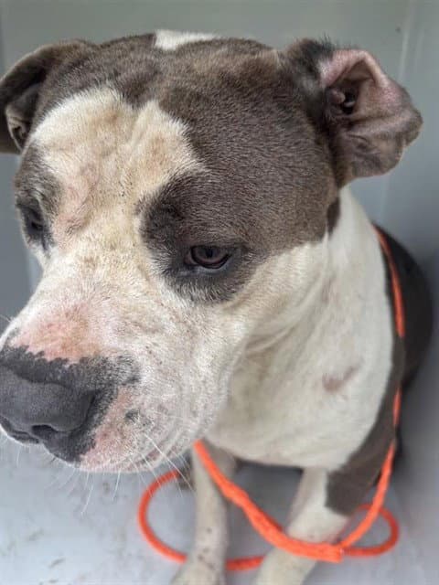 Unknown - Pit Bull Terrier