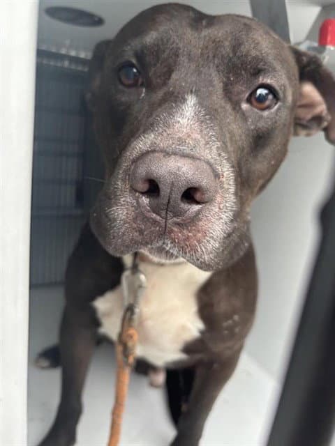 Unknown - Pit Bull Terrier