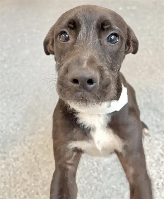 Unknown - Labrador Retriever