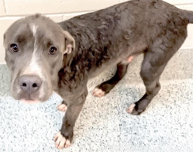 Unknown - Labrador Retriever