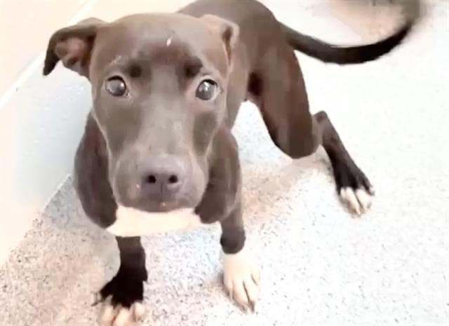Unknown - Labrador Retriever