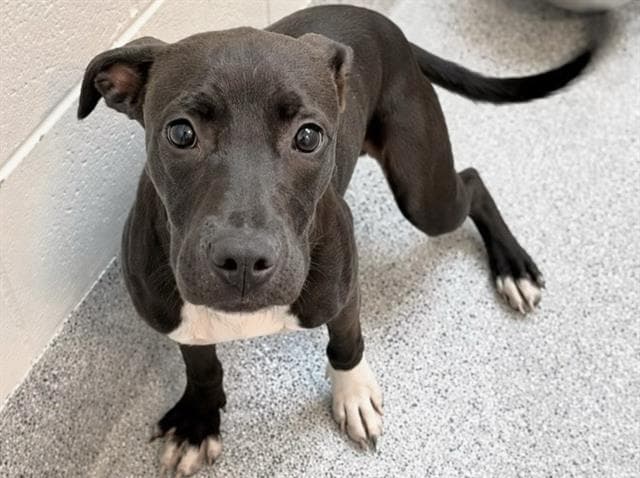 Unknown - Labrador Retriever