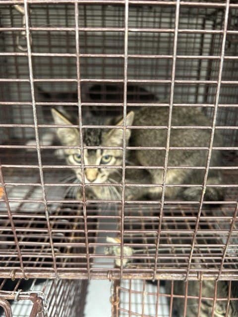 Unknown - Domestic Short Hair