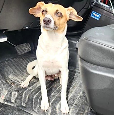 Unknown - Rat Terrier