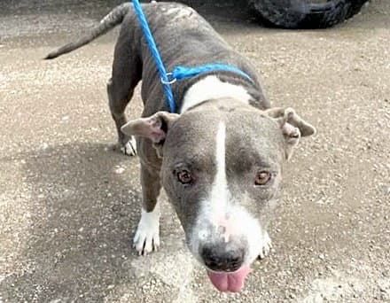 Unknown - Pit Bull Terrier