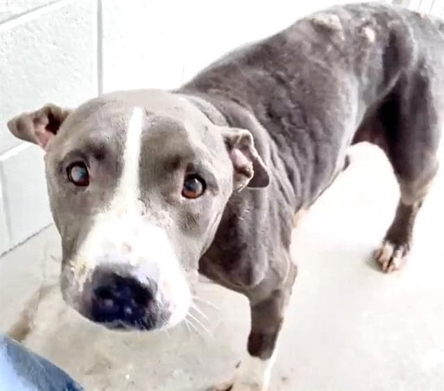 Unknown - Pit Bull Terrier