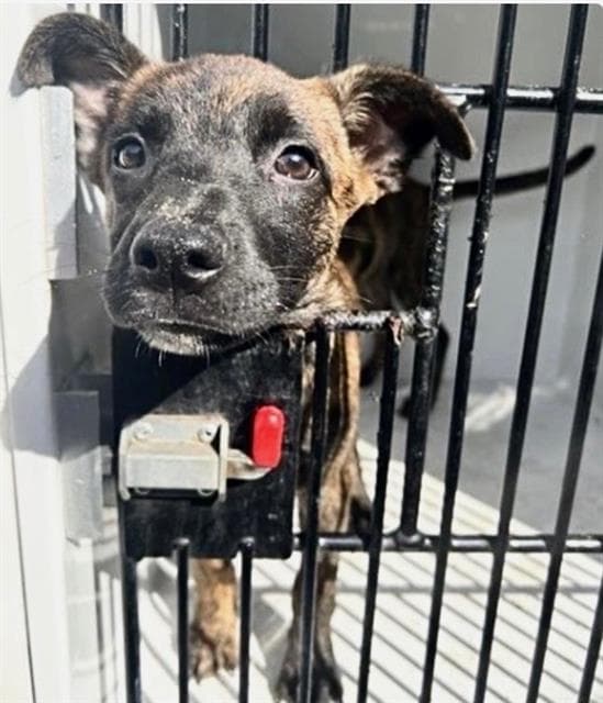 Unknown - Belgian Shepherd Malinois