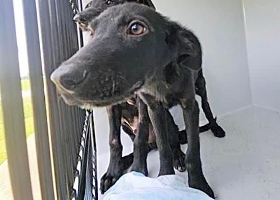 Unknown - Labrador Retriever