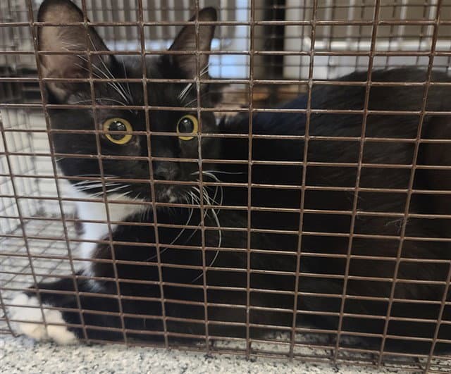 Unknown - Domestic Short Hair