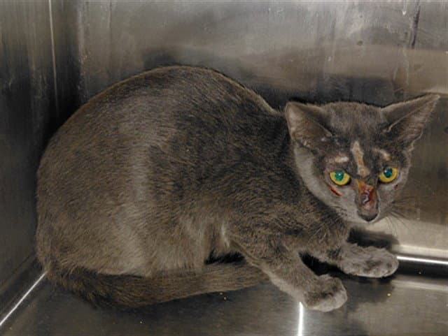 Unknown - Domestic Short Hair
