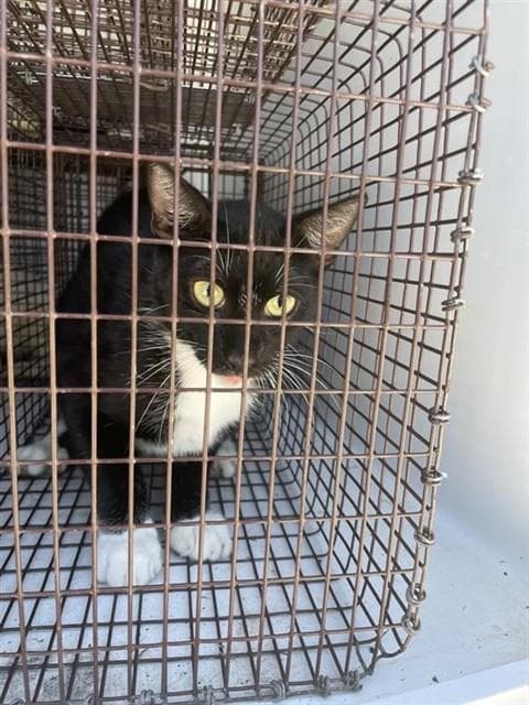 Unknown - Domestic Short Hair