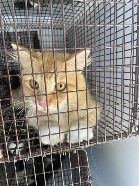 Unknown - Domestic Medium Hair
