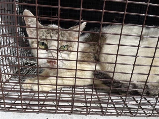 Unknown - Domestic Short Hair