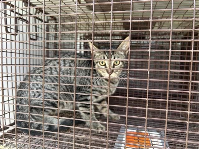 Unknown - Domestic Short Hair